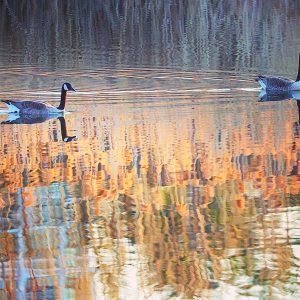 22.Отражения / Reflections