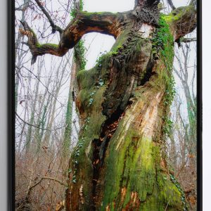 photo-the-forest-of-truffles