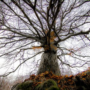 61.БУКАТА/TREE