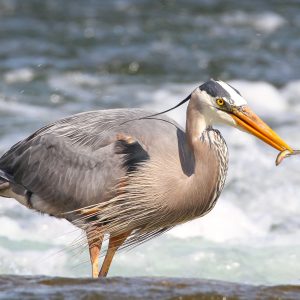 60.РИБАРЧЕ/KINGFISHER