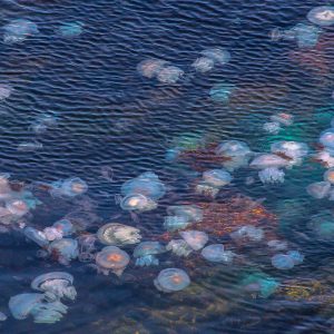 48.МОРЕ ОТ МЕДУЗИ/SEA OF JELLYFISH