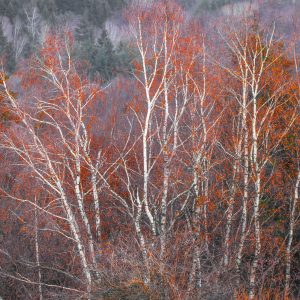 47.ЕСЕН/AUTUMN
