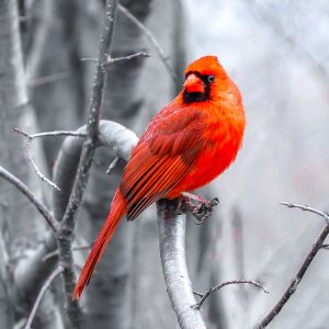 57.КАРДИНАЛ 2/CARDINAL 2
