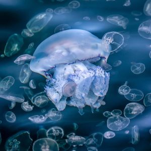 35.ПОДВОДЕН КОСМОС 1/UNDERWATER SPACE 1