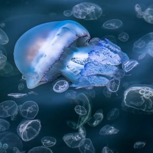 37.ПОДВОДЕН КОСМОС 3/UNDERWATER SPACE 3