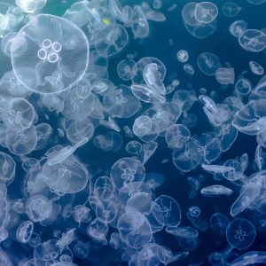 36.ПОДВОДЕН КОСМОС 2/UNDERWATER SPACE 2