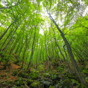 55.ПРОЛЕТНА ГОРА/SPRING FOREST