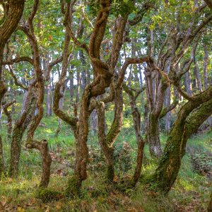 53.ГОРА В СТРАНДЖА/FOREST IN STRANDZHA MOUNTAIN