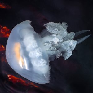39.МЕДУЗА/JELLYFISH